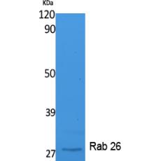 Anti-Rab 26 antibody