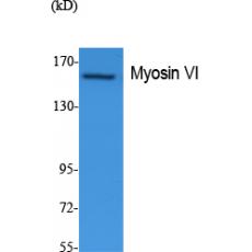Anti-Myosin VI antibody