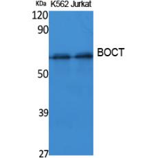Anti-BOCT antibody