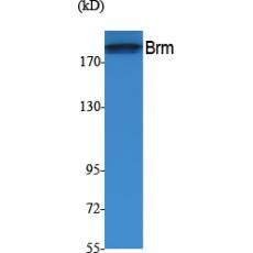 Anti-Brm antibody