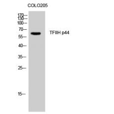 Anti-TFIIH p44 antibody