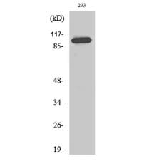 Anti-Repo-Man antibody