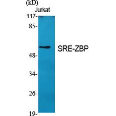 Anti-SRE-ZBP antibody