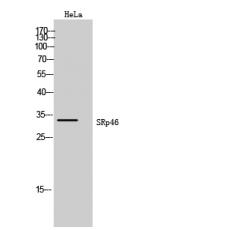 Anti-SRp46 antibody