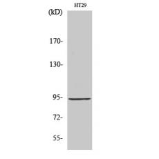 Anti-StIp1 antibody