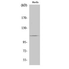 Anti-RIN3 antibody