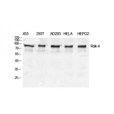 Anti-Rsk-4 antibody