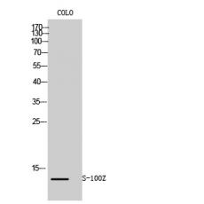 Anti-S-100Z antibody