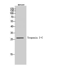 Anti-Troponin I-C antibody