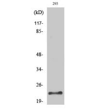 Anti-Trypsin-1 antibody