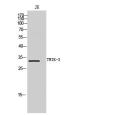 Anti-TWIK-3 antibody