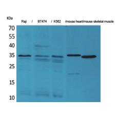 Anti-Claudin-17 antibody