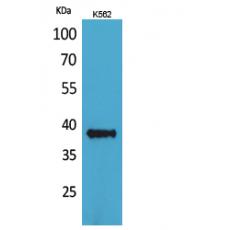 Anti-CD1C antibody