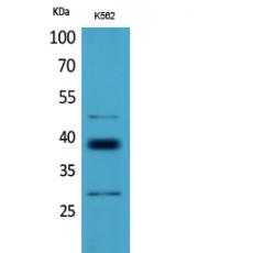 Anti-CD1D antibody