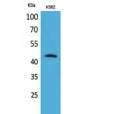 Anti-CD48 antibody