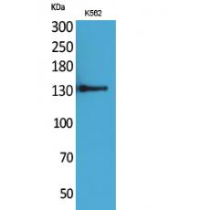 Anti-CD50 antibody