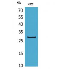 Anti-CD58 antibody