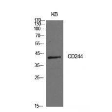 Anti-CD244 antibody