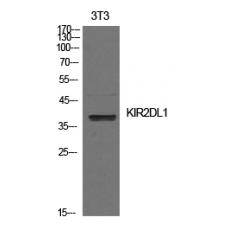 Anti-CD158a antibody