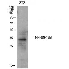Anti-CD267 antibody