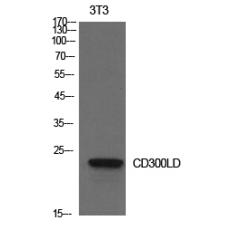 Anti-CD300d antibody