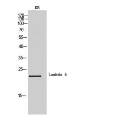Anti-Lambda 5 antibody