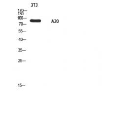 Anti-A20 antibody