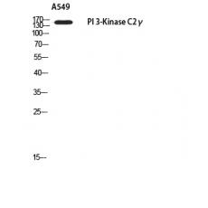 Anti-PI 3-Kinase C2γ antibody