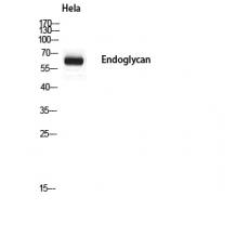 Anti-Endoglycan antibody
