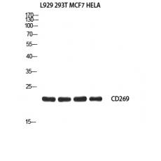 Anti-CD269 antibody