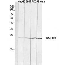 Anti-Cripto-3 antibody