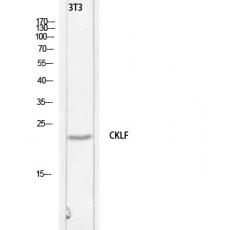 Anti-C32 antibody