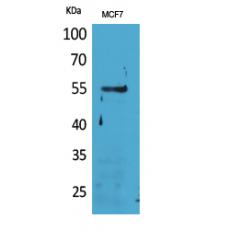 Anti-CD85g antibody