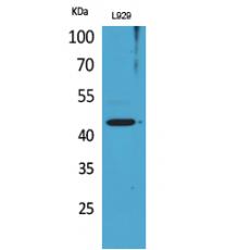 Anti-Siglec-5/14 antibody