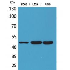 Anti-CD158z antibody