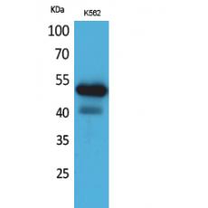 Anti-CD328 antibody