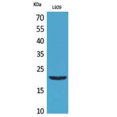 Anti-IL-29 antibody