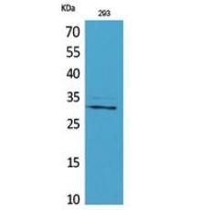 Anti-CGREF1 antibody