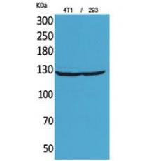 Anti-Integrin αD antibody