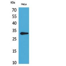 Anti-CD37 antibody