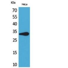 Anti-CD85f antibody