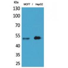 Anti-LIR-6 antibody