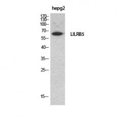 Anti-CD85c antibody