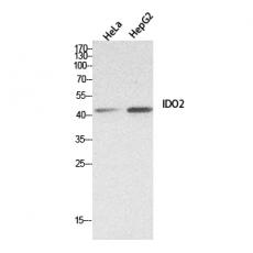 Anti-INDOL1 antibody
