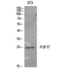 Anti-FGF-17 antibody