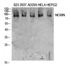 Anti-NOXIN antibody