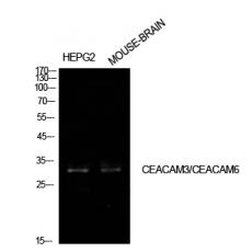 Anti-CD66c/d antibody