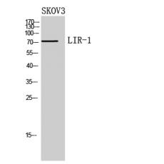 Anti-LIR-1 antibody