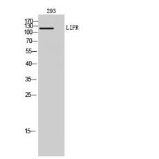 Anti-LIFR antibody