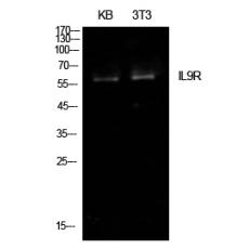 Anti-IL-9R antibody